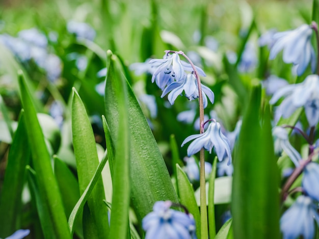 Ранние, яркие, весенние цветы Scilla на фоне травы