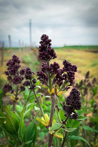 Foto primi germogli di albero lilla viola in primavera