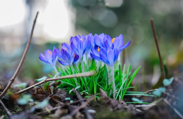 Early crocus flowers in spring