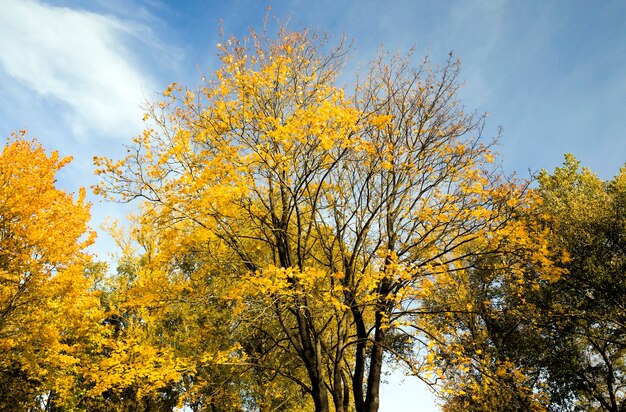 Ранней осенью листва осенней листвы с деревьев, освещенных солнечным светом в осенний сезон, голубое небо.
