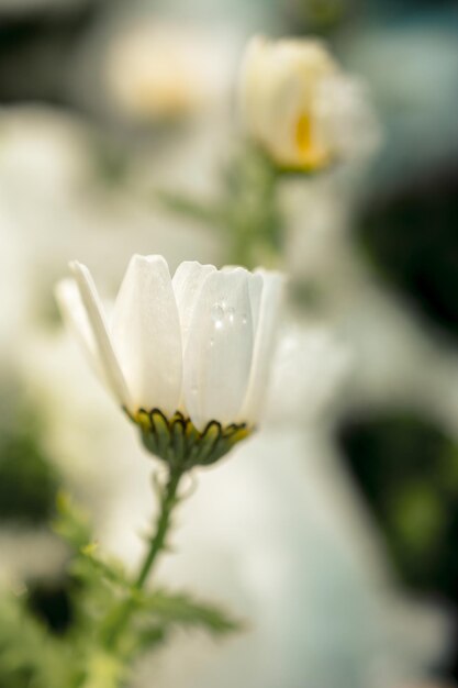 雪の下で早春の花