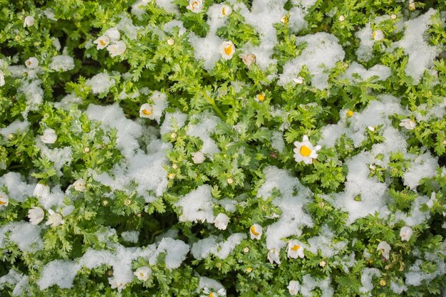 雪の下で早春の花