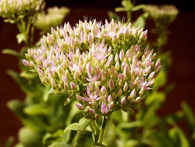 Early flowers of orpine Sedum telephium Hylotelephium telephium