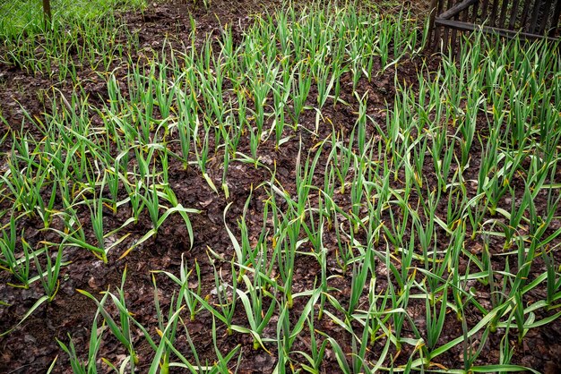 봄에 땅에 있는 초기 마늘 식물은 채소밭에서 유기농으로 재배된 마늘 농장을 닫습니다 마늘의 작은 묘목 지상에 있는 마늘 식물
