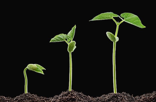 Early green shoots of beans from soil.