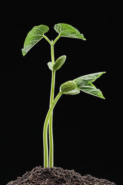 Early green shoots of beans from soil.