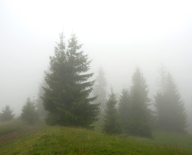 カルパティア山脈の早朝の霧