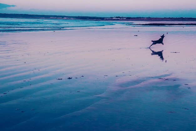 Early morning beach fetching