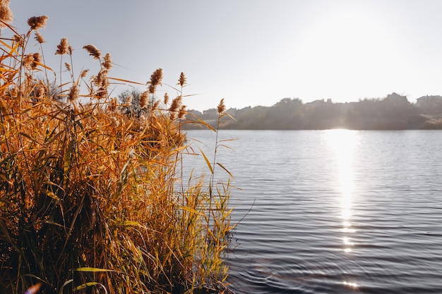 早朝。太陽光線の中で美しく、カラフルな秋の湖。秋の背景。