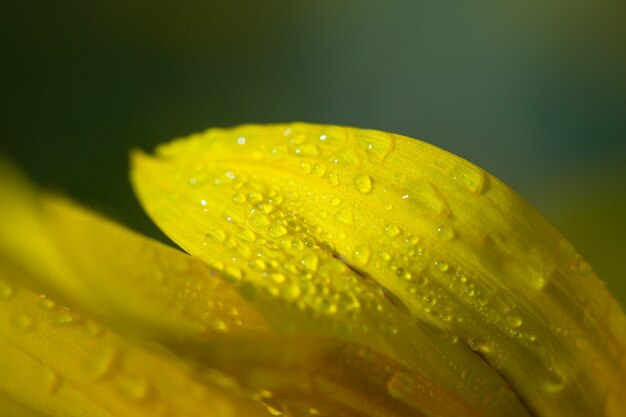 Early morning dew drops on a golden sunflower.