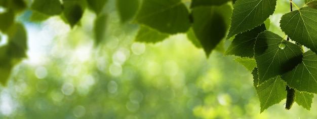 Early morning in the forest backgrounds with dew against the birch leaf eco banner