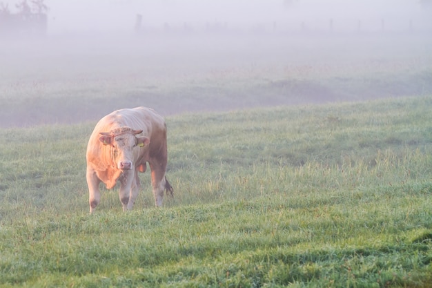 In the early morning on the land there is a cow in the fog