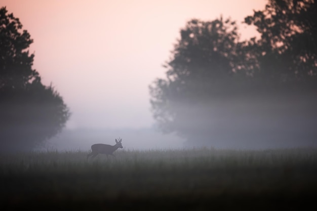 Early morning on a meadow in autumn with roe deer buck walking through mist