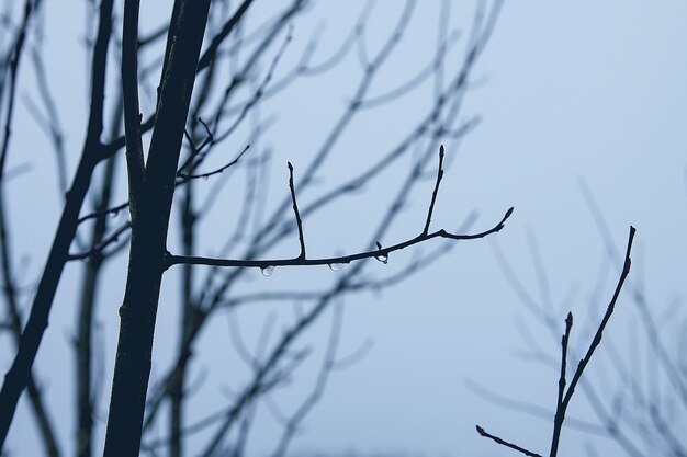 Early morning in november. Wet branches in water drops.