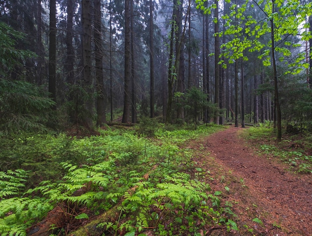 Mattina presto in una vecchia foresta nebbiosa di abete rosso