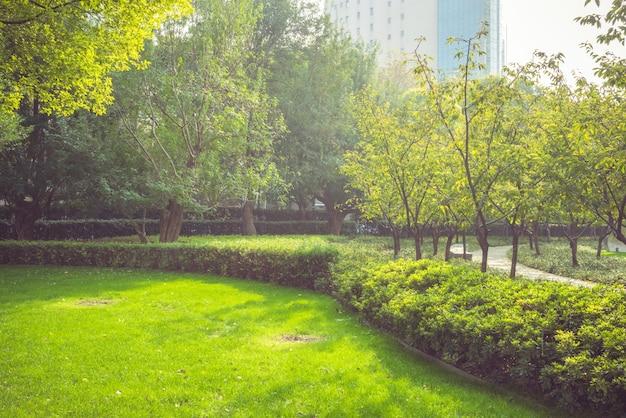 In the early morning of the park, warm sunlight shone through the leaves