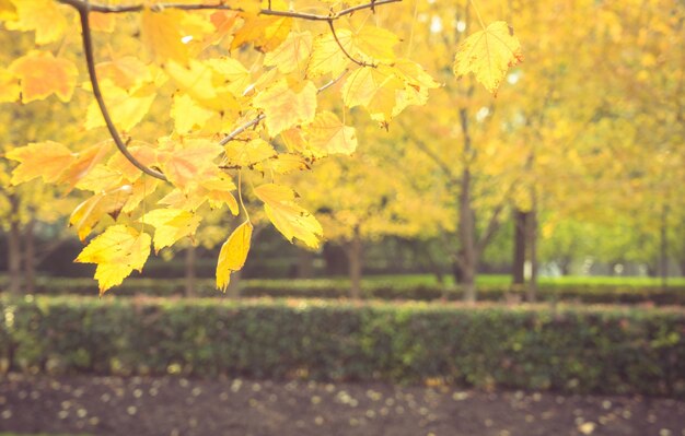 公園の早朝には、暖かい日差しが葉を照らし、秋に落ちる