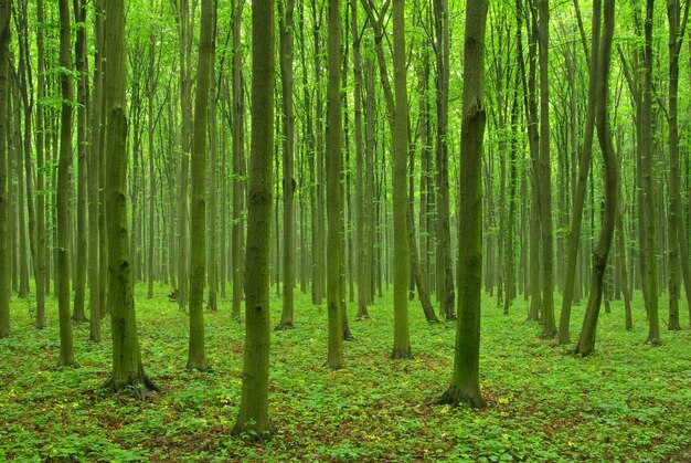 Early morning sun in the green forest