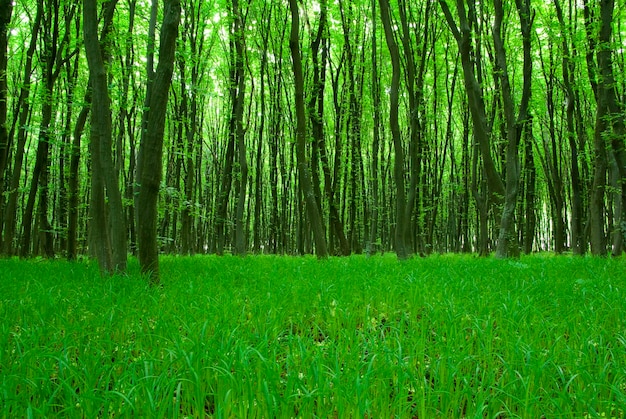 Early morning sun in the green forest