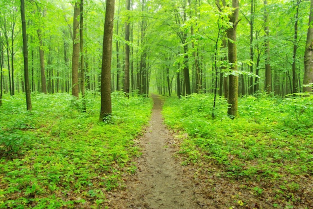 Early morning sun in the green forest