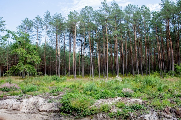 Рано утром с восходом солнца в сосновом лесу