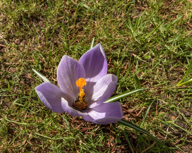 Early-nesting bumblebee butt in a crocus flower covered in pollen