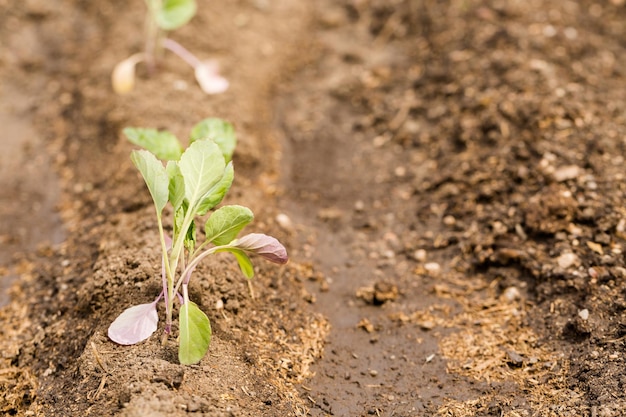 Early planting season at the local community garden.