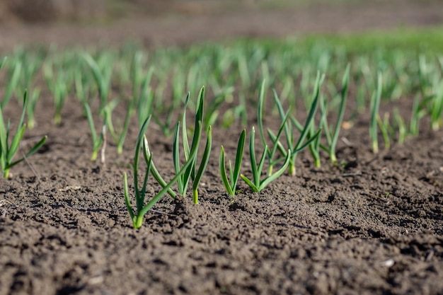 Early plants of garlic on the ground in spring closeup