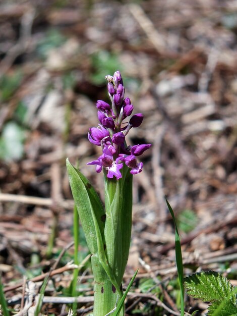 アーリーパープルオーキッド（Orchis mascula）