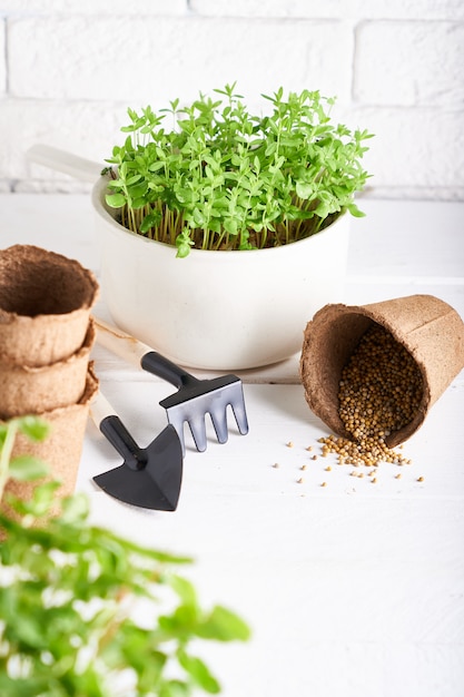 Early seedling grown from seeds in boxes on the windowsill with gardening tools