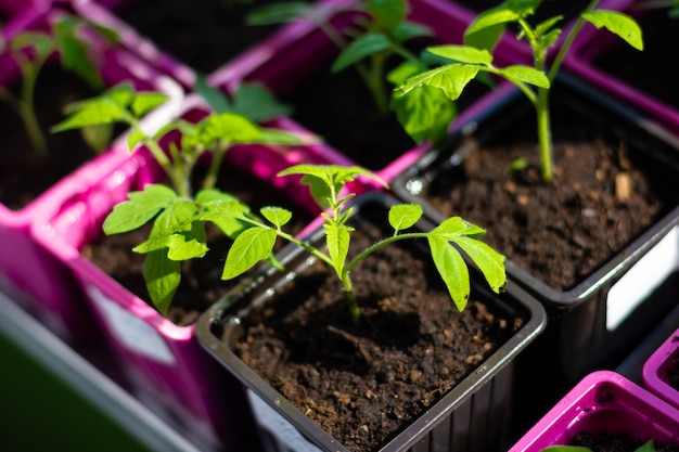 Early seedling grown from seeds in cups at home on the windowsill