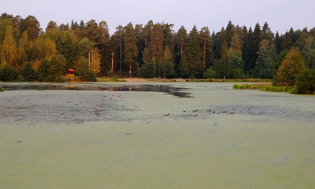 Early September morning on a small lake