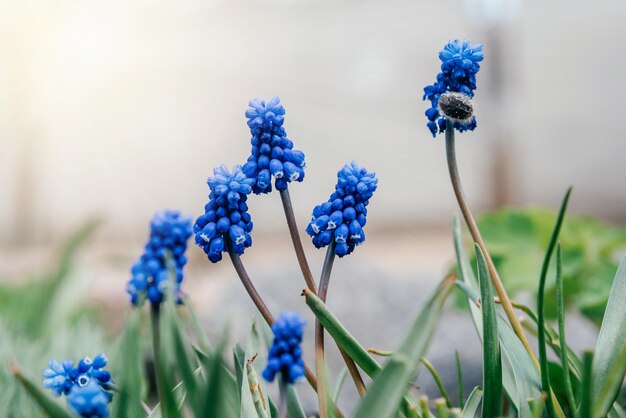 Early spring blue muscari or grape hycinth flowers in the garden