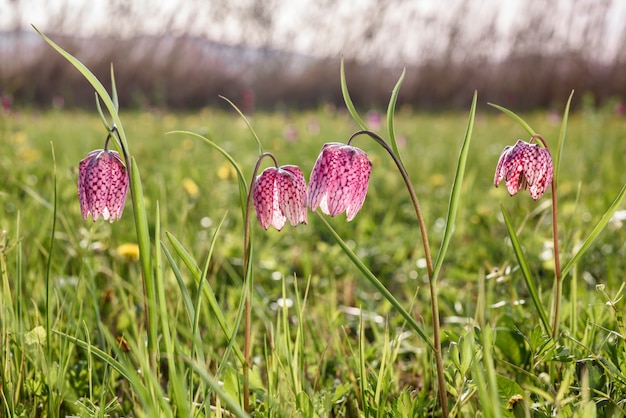 洪水草原の早春のチェスの花。ヘビの頭のヒョウモン（Fritillaria meleagris）