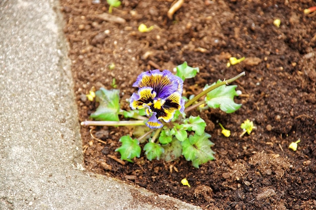 Early spring field pansy blooming at Traku Voke public park in Vilnius, Lithuania.