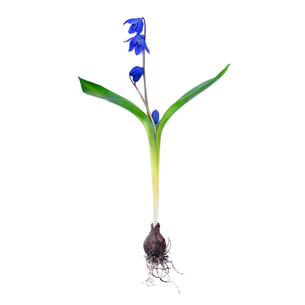 흰색 배경에 고립 된 이른 봄 꽃 Siberian Squill Scilla siberica