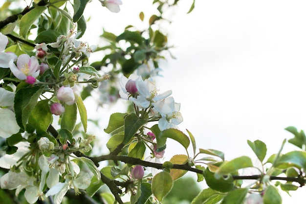 Early spring the flowering apple tree with bright white flowers