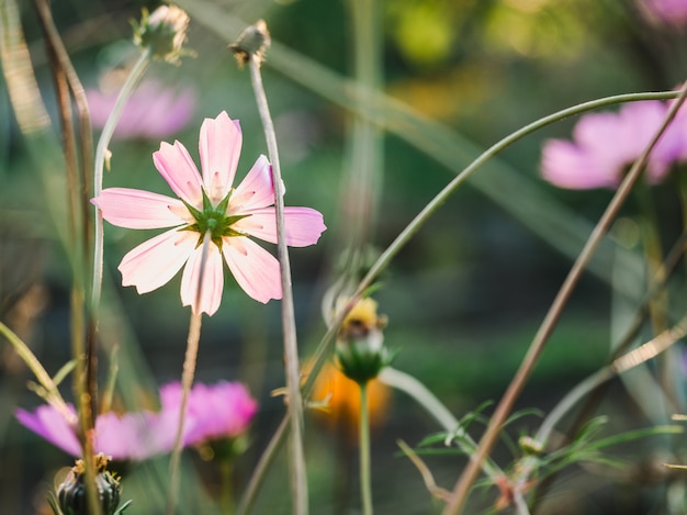 Early spring flowers on a grass