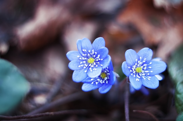 이른 봄 꽃 hepatica