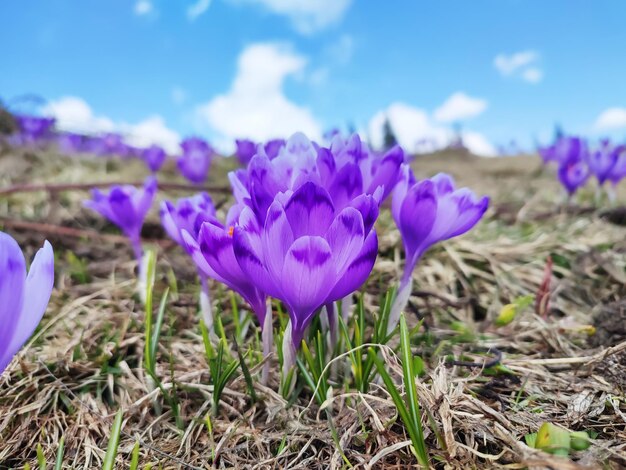 L'inizio della primavera fiorisce il croco viola in primavera