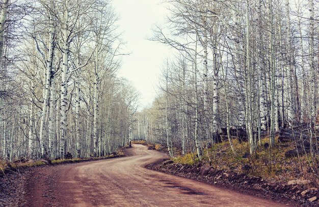 Early spring in the forest.  Living coral color toning.