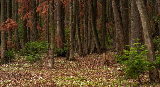 Early spring forest natural landscape with first flowers wood anemones