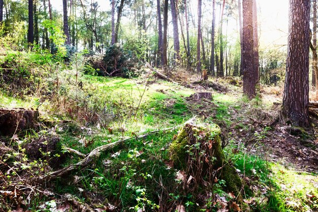 Photo early spring forest springtime landscape humid biotope and nature reserve conserve in germany