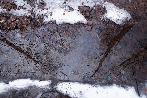 森の早春/葉のない木々、雪解け、春の灰色の悲しい森林公園