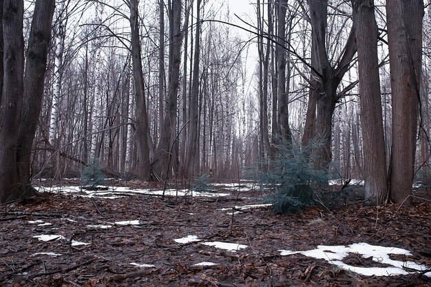 early spring in the forest / trees without leaves, snow melts, gray sad forest park in spring