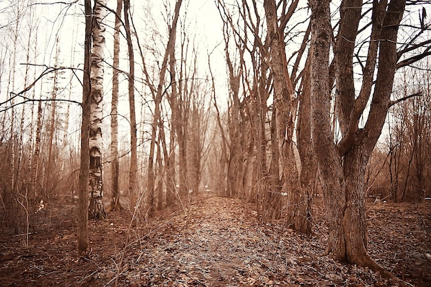 early spring in the forest / trees without leaves, snow melts, gray sad forest park in spring