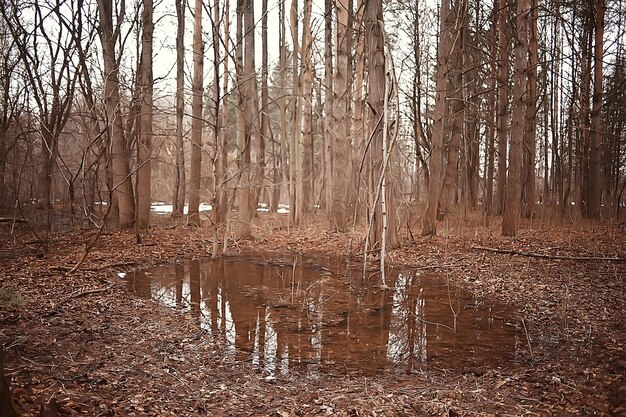 early spring in the forest / trees without leaves, snow melts, gray sad forest park in spring