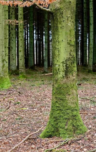 Early spring A forest with tall trees with green moss on them on an autumn day outdoors in nature The landscape of the woods with detail of a vibrant tree trunk in the woodlands in the morning