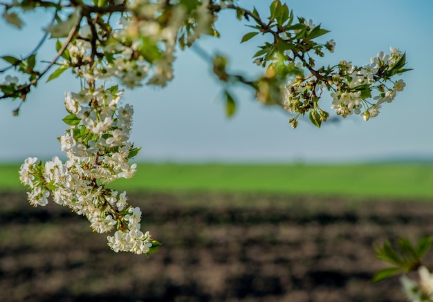 Early spring landscape through flowering trees on a sunny day on arable field and green winter wheat focus on branches in flowers