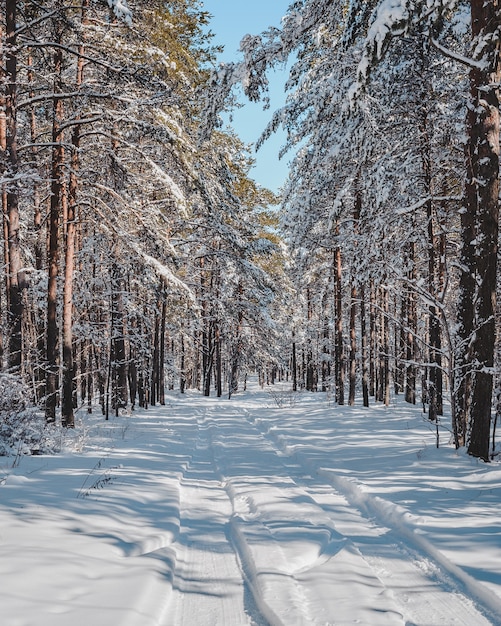 Early spring landscape with pathway in the pine forest.